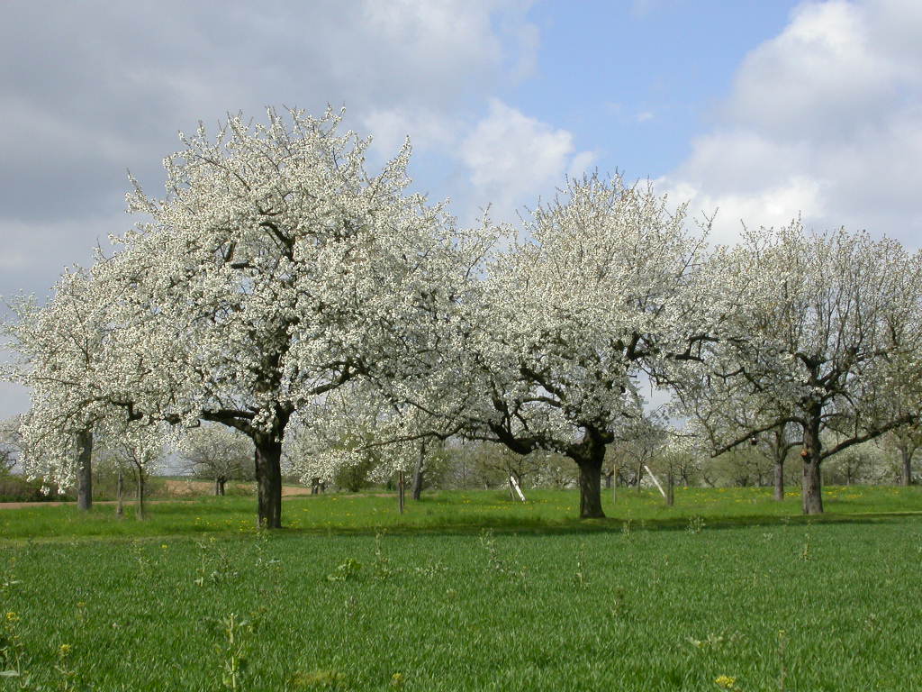 Blütenstreuobst Eichen 2004-002